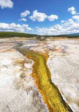 Yellow bacteria and algae in a hot spring at Black Sand Basin and Biscuit Basin, Yellowstone National Park, Wyoming, USA