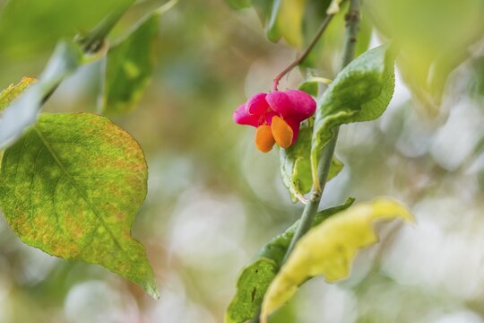 European spindle (Euonymus europaeus), seed stand, Hesse, Germany