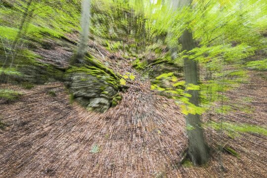 Beech forest, zoom effect, Hesse, Germany