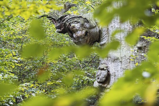 Face-like growth on dead beech (Fagus) trunk, primeval forest Sababurg, Hesse, Germany