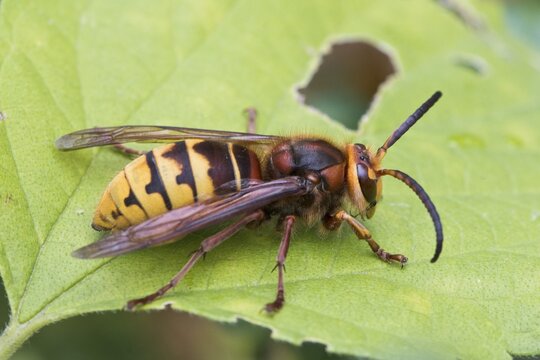 European hornet (Vespa crabro) Rhineland-Palatinate, Germany