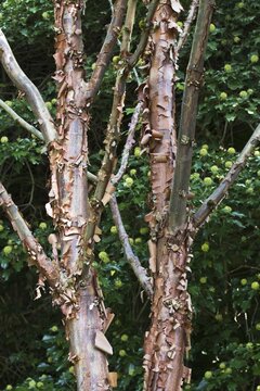Paperbark maple (Acer griseum), trunk in front of common ivy (Hedera helix), &Uuml;berlingen, Baden-W&uuml;rttemberg, Germany