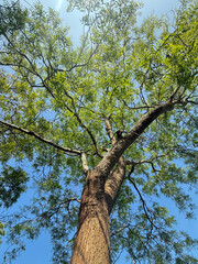 Fototapeta premium tree and sky