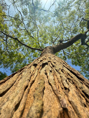 tree trunk with blue sky