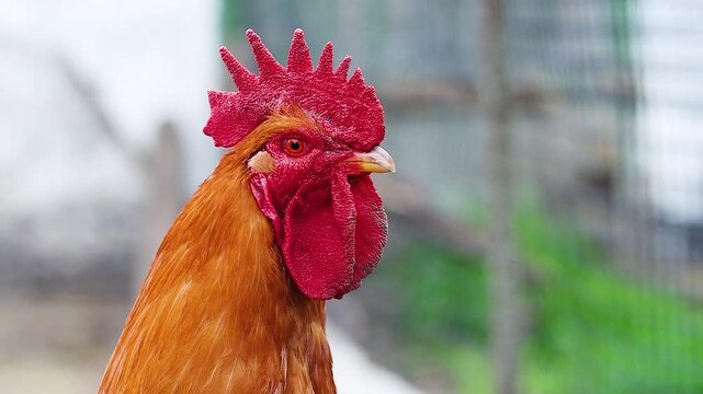 Extreme close up portrait of a beautiful domestic red rooster with a large comb looking around