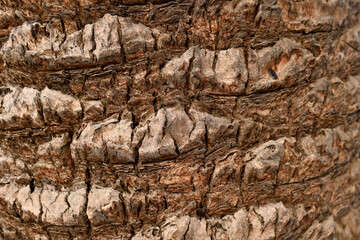 A close-up view shows the rough and deeply fissured brown bark of a palm tree, revealing organic patterns and geological-like textures.
