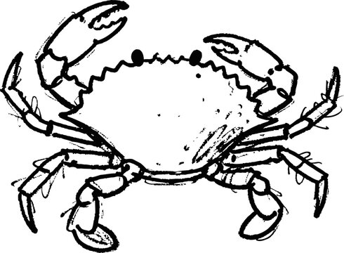 Black and white sketch of a crab with detailed claws and shell, marine life illustration