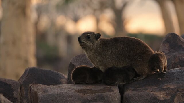 Female rock hyrax resting on warm African rocks with her young babies in Namibia, small mammals gathered in their natural habitat among stones, showing family behavior and wildlife life in the African