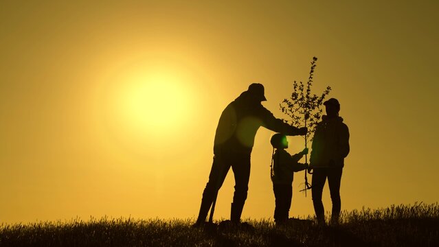 Gardener, dad mom child plant tree. Family with shovel watering can plants young trees that are sprouting in soil. Family with tree at sunset. Happy family team plants tree in spring sun. Silhouette