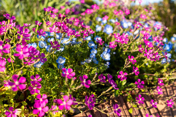 ネモフィラとピンクフロックスの春の花背景