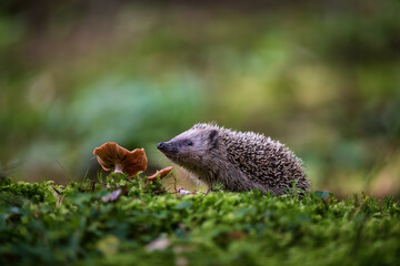 Curious European hedgehog (Erinaceus europaeus) exploring mossy forest floor with mushrooms © Rudolf