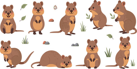 Fototapeta premium Cute Quokka Animal Character Set Featuring Sitting, Standing, Walking, and Resting Poses of Friendly Australian Marsupial Wildlife Illustration.