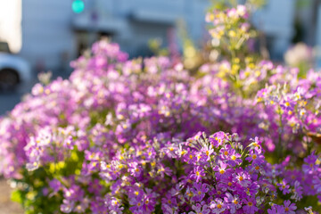Obraz premium 春の花壇に咲くピンクのサクラソウ