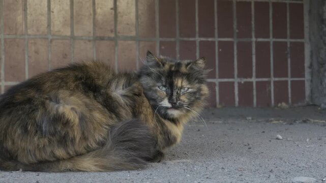 A tortoiseshell stray cat rests quietly on the urban pavement against a tiled wall while looking around. Concept of urban wildlife, animal survival, and authentic street life.