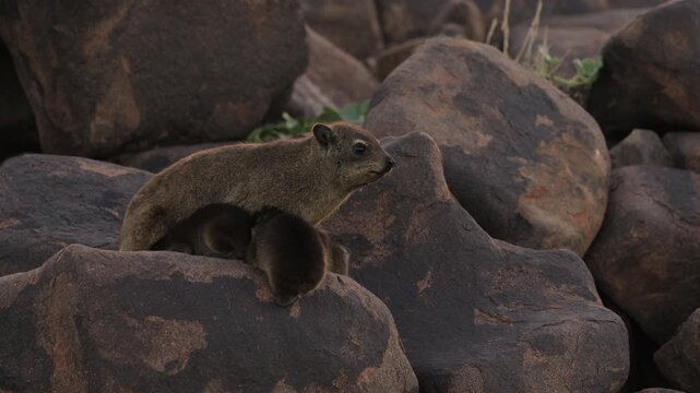 Group of rock hyraxes sitting on large rocks during a warm African sunset in Namibia, small mammals gathering together on a rocky landscape, watching surroundings in their natural wildlife habitat.