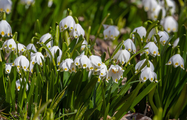 Fototapeta premium Close-up with a shot of Spring Snowflakes (Leucojum vernum)