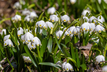 Fototapeta premium Close-up of a group of spring snowflake flowers - Leucojum vernum
