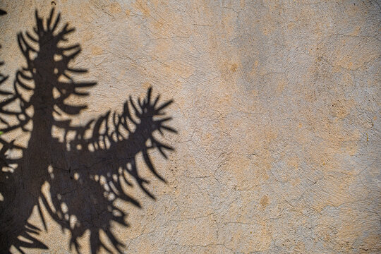Sombra proyectada de cactus Alfiler de Eva sobre pared de hormig&oacute;n r&uacute;stico