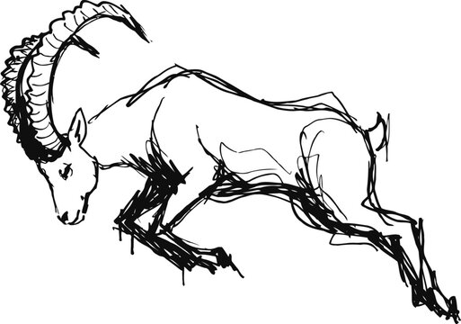 galloping ibex with curved horns wild mountain goat sketch in dynamic pose