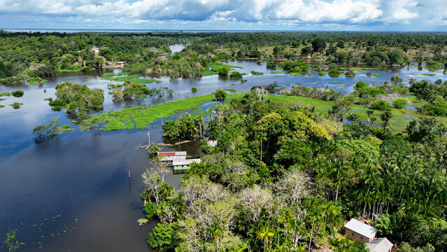 Amazon Forest In Manaus Amazonas Brazil. Capturing The Effects Of Flooding In The Amazon Rainforest. Travel Flyover Wilderness Jungle. Travel Exterior Panorama. Manaus Amazonas.