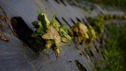 A detailed view of agricultural plastic mulch laid over garden soil, with planting holes visible across the surface. The plastic helps suppress weed growth while maintaining soil moisture, showing a c