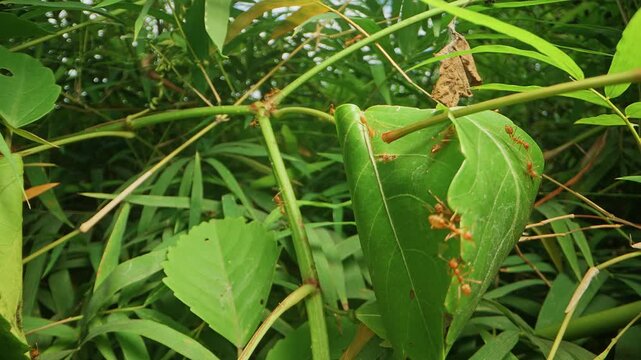 Dolly slider close up of red ants on a folded green leaf nest while a branch touches and shakes the plant in tropical vegetation. Detailed view of an ant colony defending and moving around their natur