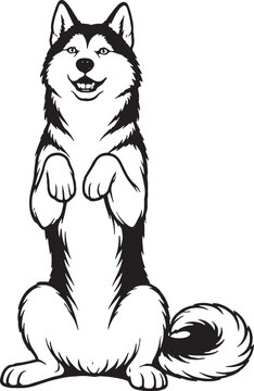 Siberian Husky Sitting Beg Pose Front View Black and White Line Art Illustration