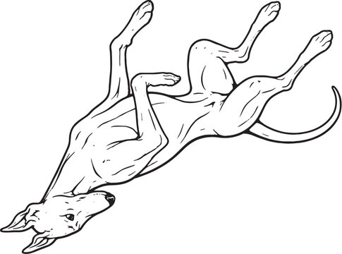 Greyhound Rolling On Back Playful Pose Black and White Line Art Illustration