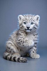 Fototapeta premium Snow Leopard Cub - Innocent & Fluffy Studio Portrait