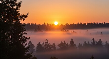 Brilliant sun illuminates a low-lying blanket of fog settling over dense forest trees during morning twilight