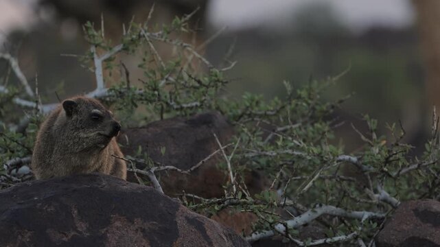 Group of rock hyraxes sitting on large rocks during a warm African sunset in Namibia, small mammals gathering together on a rocky landscape, watching surroundings in their natural wildlife habitat.