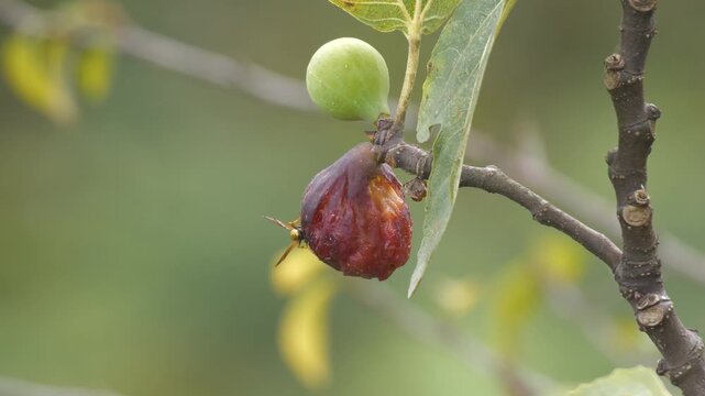 Footage of rotting fruit on a fig tree and insects flying around it.