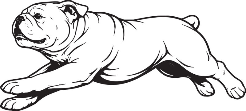 English Bulldog Running Sprint Side View Black and White Line Art Illustration