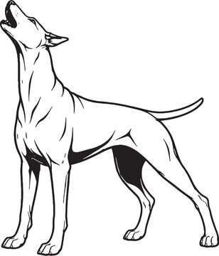 Doberman Pinscher Howling Head Up Black and White Line Art Illustration