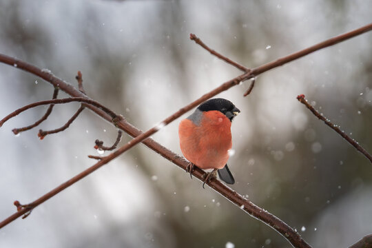 Ein Gimpel im Schneetreiben
