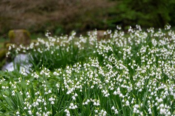Fototapeta premium White bell shaped flowers of Snowdrops Galanthus nivalis