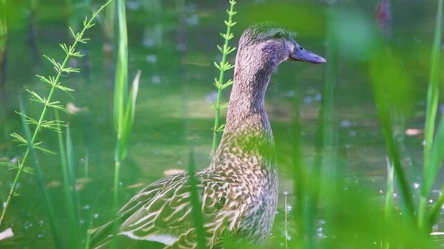 Portrait of a beautiful female mallard duck sitting in water framed by green horsetail reeds
