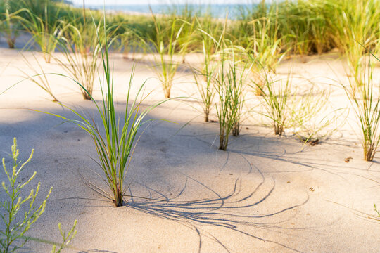 Beach grass casting shadows on sand dunes along Lake Michigan