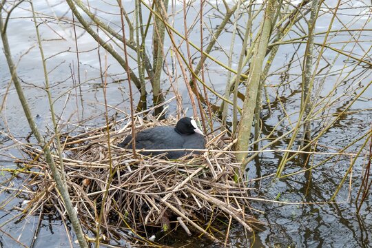 coot fulica atra sitting in nest nest on the river