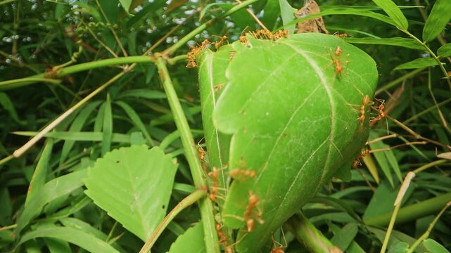 Dolly slider close up of red ants aggressively defending their leaf nest in tropical vegetation. Detailed view of an ant colony gathering and protecting their natural shelter made from folded leaves i