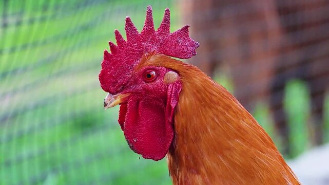Side profile of a beautiful red rooster looking carefully around the green farmyard