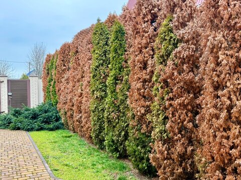 Thuja occidentalis 'Smaragd' trees in a row, dried brown plants because of damaged by Lamprodila festiva