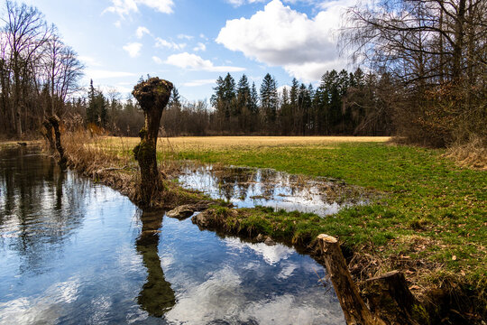 Small Stream with Pollarded Willow and Flooded Meadow Landscape