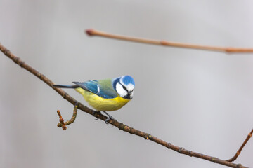 Eurasian Blue Tit Sitting on Thin Branch in Woodland © were