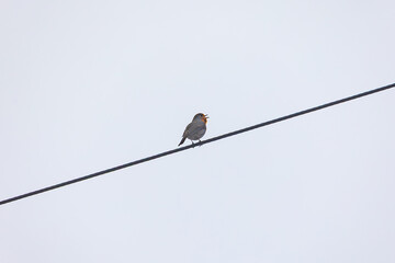 European Robin Singing on Overhead Wire Against Pale Sky