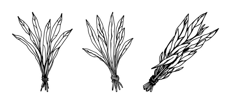 Sage sticks set with abstract line art bundle of dried sticks on white background featuring sage, dried, smudge stick with black ink and minimalist illustration