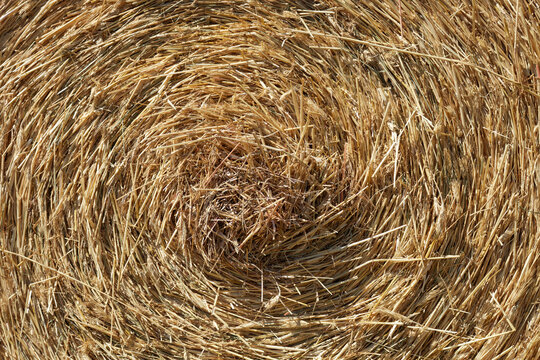Le c&oelig;ur d'une botte de foin