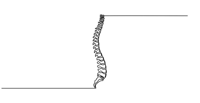 Animation video  spine, Continuous one line drawing bones of human hand.  Wrist bones in single line art Animation video . Chiropractor spine. Continuous one line drawing on Animation 4k