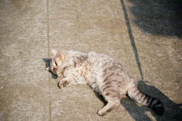 cat on the ground © Yapool