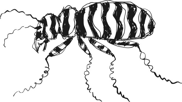 Black and white illustration of a flea insect with segmented body and long antennae
